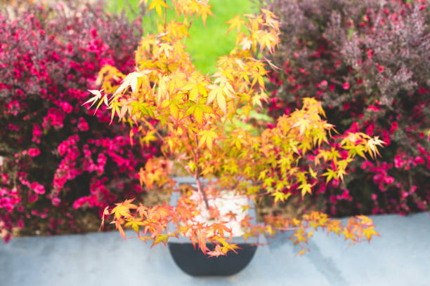 istock japanese maple tree with pink tea trees outdoor in sunny backyard 2191536636