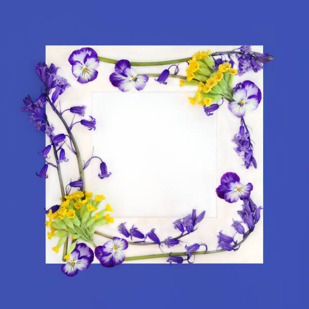 Cowslip and bluebell flower Beltane Springtime background border with white frame, copyspace on blue. Symbol of May Day, Easter, Spring flora for greeting card.