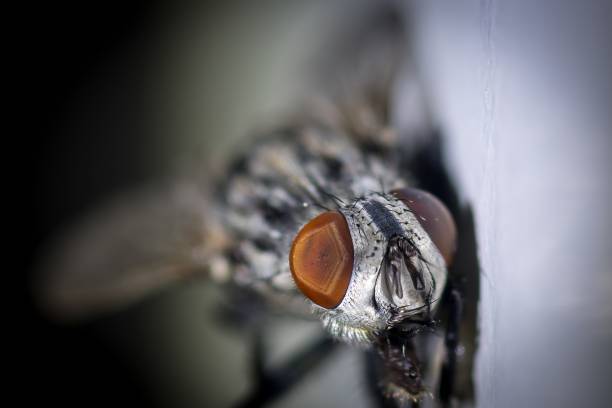 Musca Domestica Linnaeus, better known as the housefly is a fly of the suborder Cyclorrhapha with a life span of only 28 days.