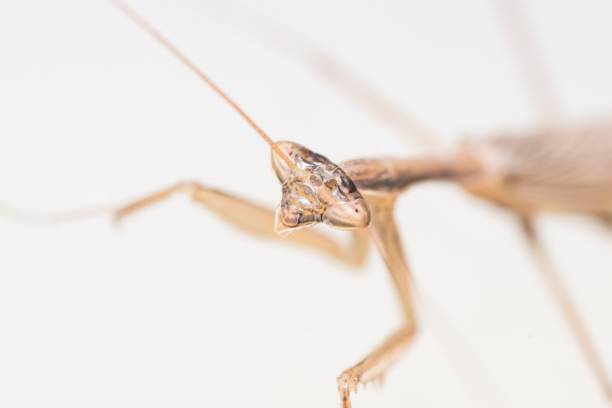 A praying mantis has a brown body that serves as camouflage.