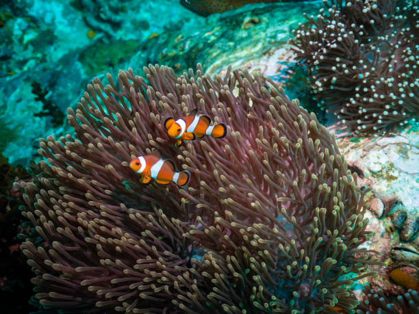 istock Several clownfish swimming around soft coral 2191540593