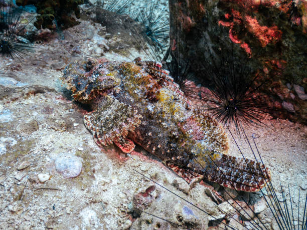 Close up of scorpion fish