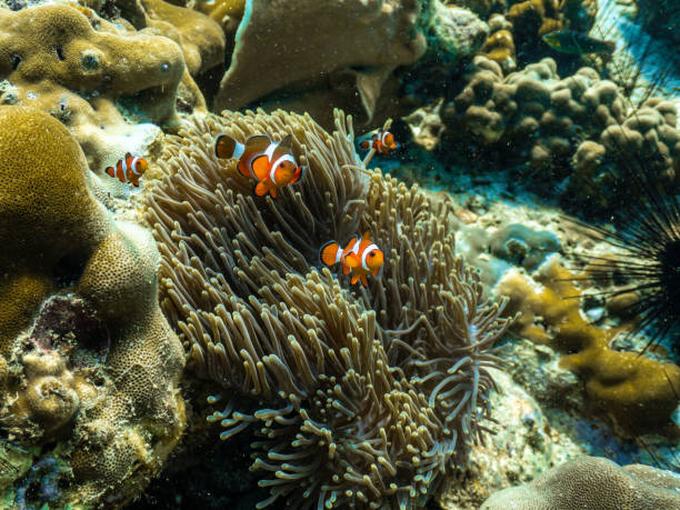 istock Several clownfish swimming around soft coral 2191540633