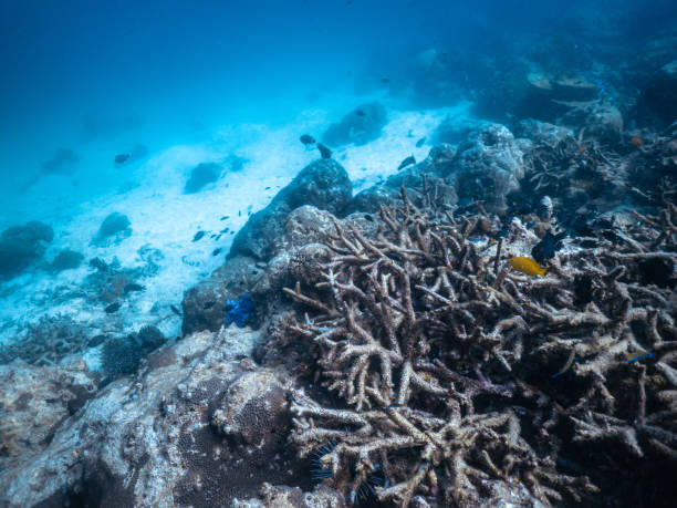 istock Hard coral grow on big rock 2191540669