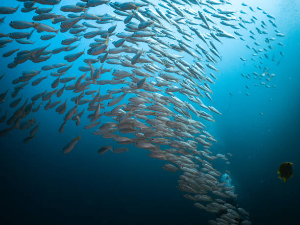 istock Big group of yellow fish swimming together 2191540699
