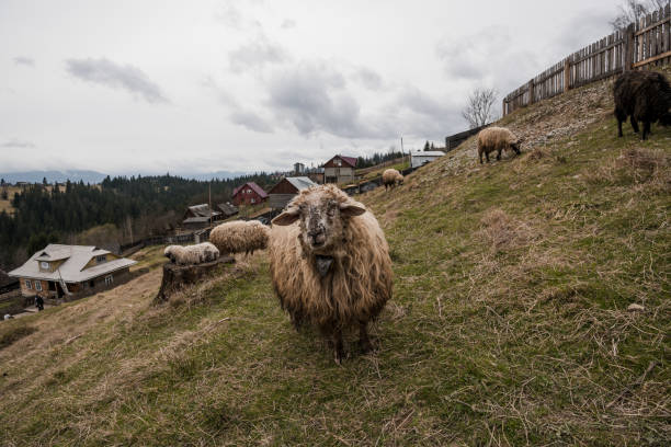 Serene Landscape of Sheep Grazing in a Rural Setting.
