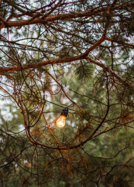 istock Outdoor light bulb on a pine tree in a forest. 2191541801