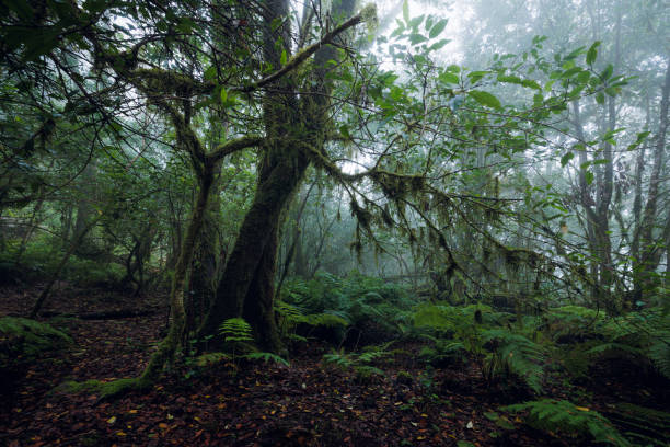 istock Laurisilva forest in the Anaga rural park 2191541906