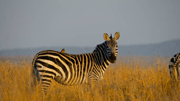 istock Zebras Grazing at Sunrise in Masai Mara 2191542908