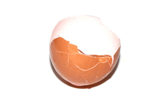 Macro photography of a healthy egg among many eggshells. Food concept.