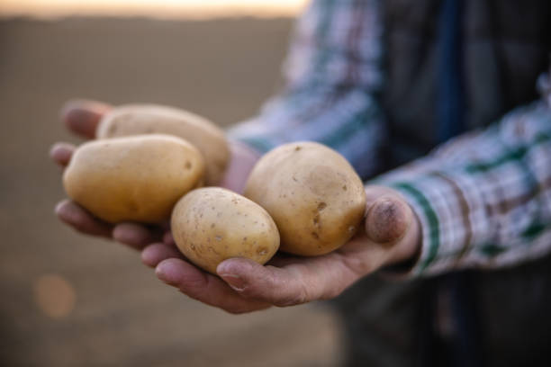 istock Caucasian Farmer Showcasing Fresh Potatoes 2191543215