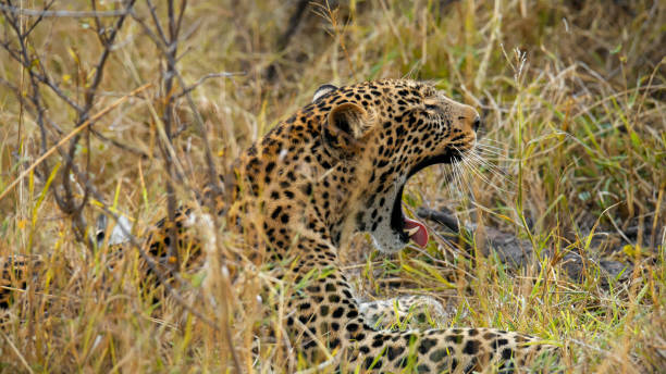A solitary leopard, with distinct rosette patterns on its fur, relaxes amid the grass, yawning leisurely in its natural habitat within the Masai Mara National Park.