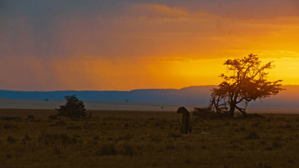istock Leopard at Dusk in Masai Mara National Reserve 2191543776