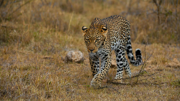 istock Graceful Leopard in Natural Habitat 2191543779
