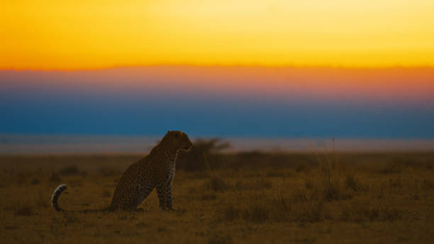 istock Leopard at Dusk in Masai Mara 2191543788