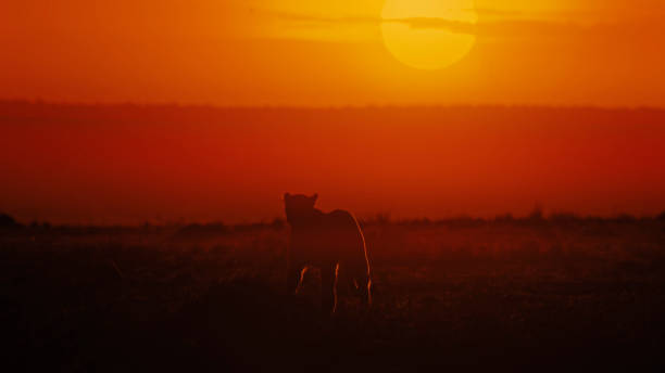 istock Leopard Silhouette at Dusk in Masai Mara 2191543789