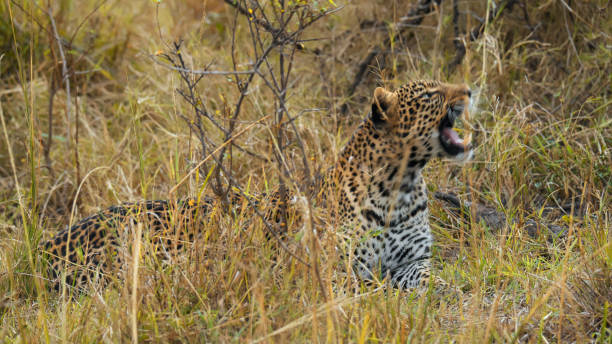 A leopard looks at the camera. Moremi Wildlife Reserve, Botswana.