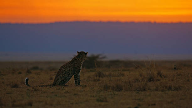 istock Elegant Leopard at Dusk in Masai Mara 2191543791