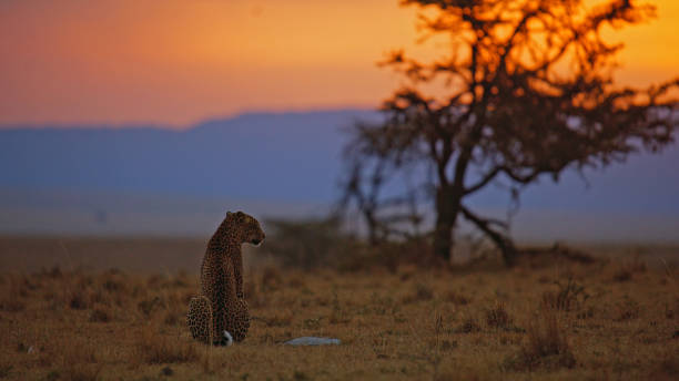 istock Majestic Leopard Surveying Dusk in Masai Mara 2191543811