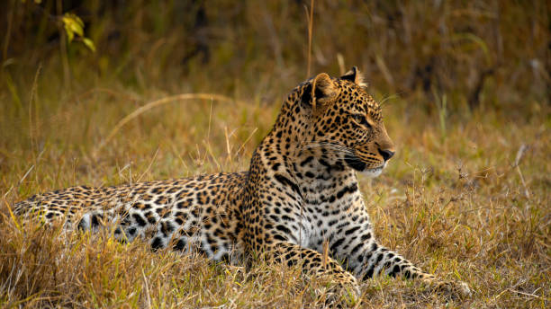 A solitary leopard reclines alert in the golden grass, its spotted coat blending with the dry savanna terrain of Kenya's renowned Masai Mara National Park.