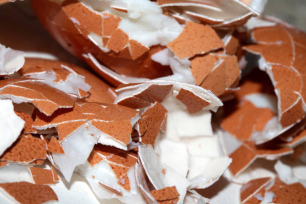 Close Up of a Cracked Peeled Shell Broken Egg on White Background