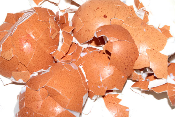 Close Up of a Cracked Peeled Shell Broken Egg on White Background