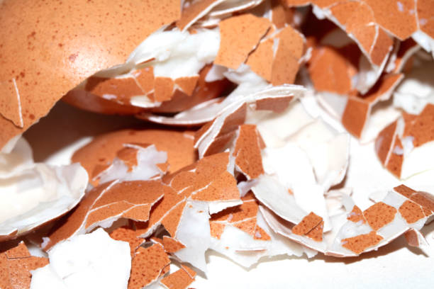 Close Up of a Cracked Peeled Shell Broken Egg on White Background