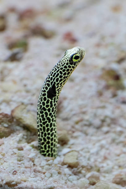 Snowflake moray (Echidna nebulosa), Zanzibar, Tanzania