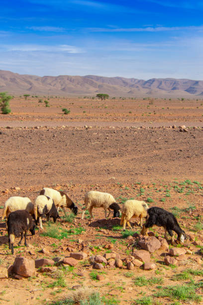 istock Flock of sheep walking in the desert 2191544716