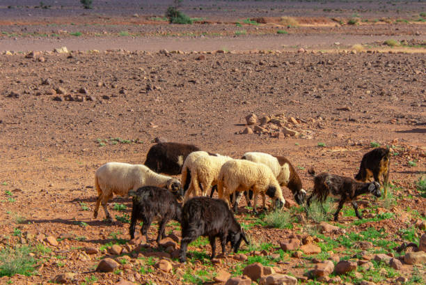 istock Flock of sheep walking in the desert 2191544718