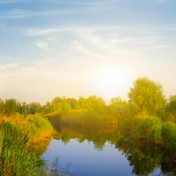 calm summer river with forest on coast at the sunset