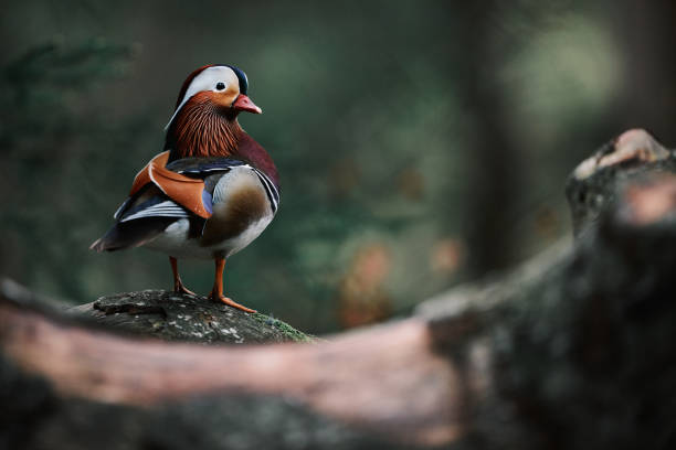 istock Elegant Mandarin Duck in Focus 2191546323