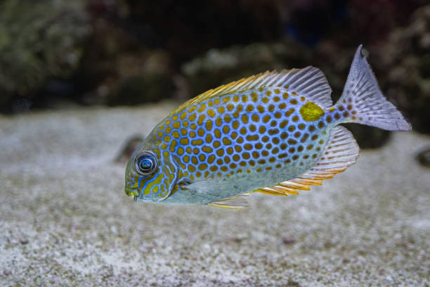 istock The orange spotted spinefoot, Siganus guttatus, found to depths of 35 m 2191546601