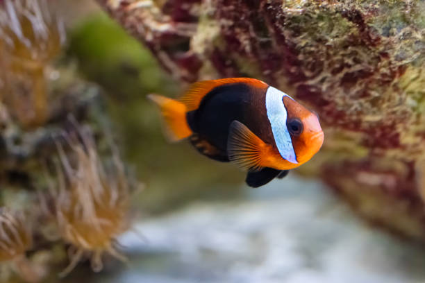 Amphiprion melanopus, also known as the cinnamon or fire clownfish, red and black or black-backed anemonefish or dusky anemonefish is found in the western and southern parts of the Pacific Ocean