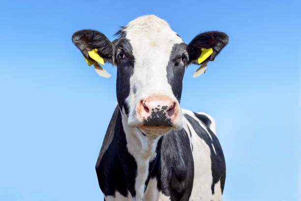istock Milker cow head looking, black and white and a blue sky background 2191547935
