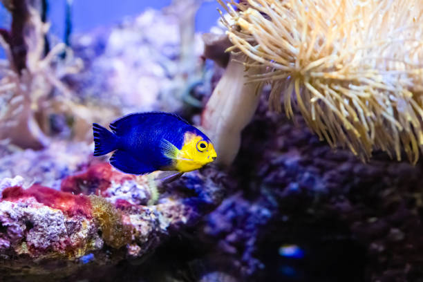 istock The cherubfish, Centropyge argi, occurs at depths between 5 and 18 metres 2191548048
