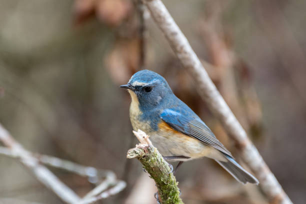 istock A blue bird often seen in winter, the Blue-breasted Redstart 2191548394