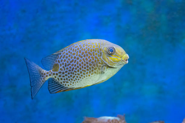 The orange spotted spinefoot, also known as the deepbody or golden spotted or goldlined or yellowblotch spinefoot, gold saddle or golden rabbitfish. is a species of marine ray-finned fish