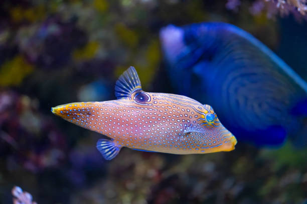 istock The spotted sharpnose puffer, Canthigaster solandri lives in the Indo Pacific: 2191548865