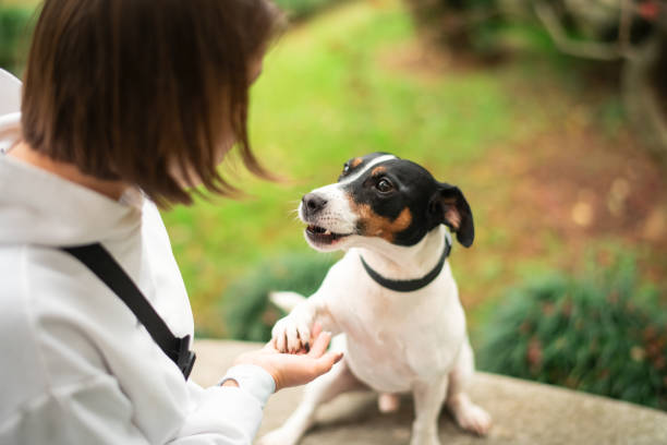 istock Young woman with her cute dog in a park 2191552897