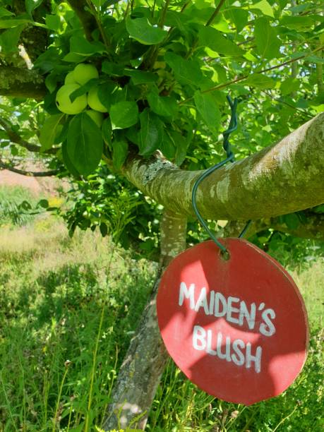 istock The original Maiden's Blush Apple tree in an English orchard. 2191553006
