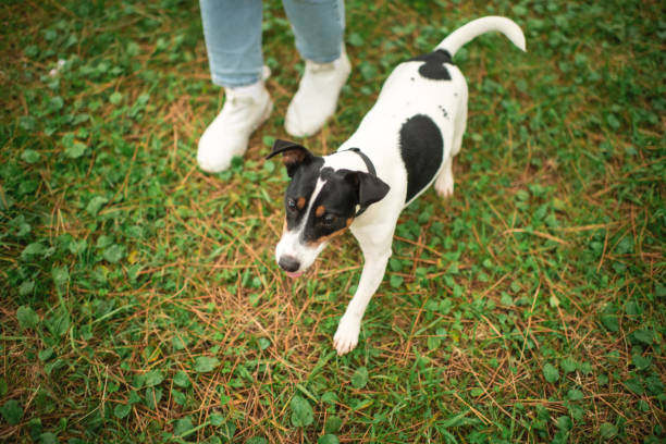 Woman and jack russell terrier outdoors