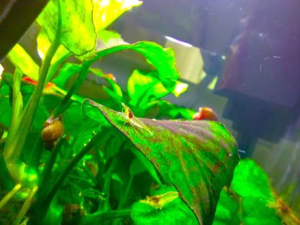 istock A small young cherry shrimp in an aquarium 2191559940