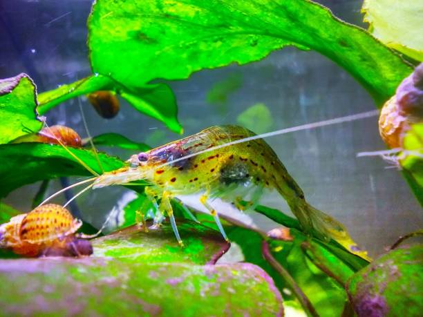 istock Amano shrimp in the aquarium 2191559956