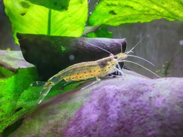 Amano shrimp in the aquarium