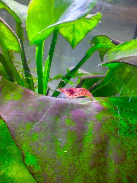 istock A small cherry shrimp in an aquarium 2191560004