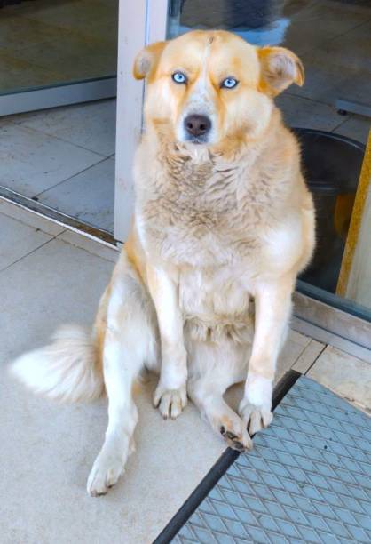 istock Stray dog in Kobuleti, Georgia 2191560011