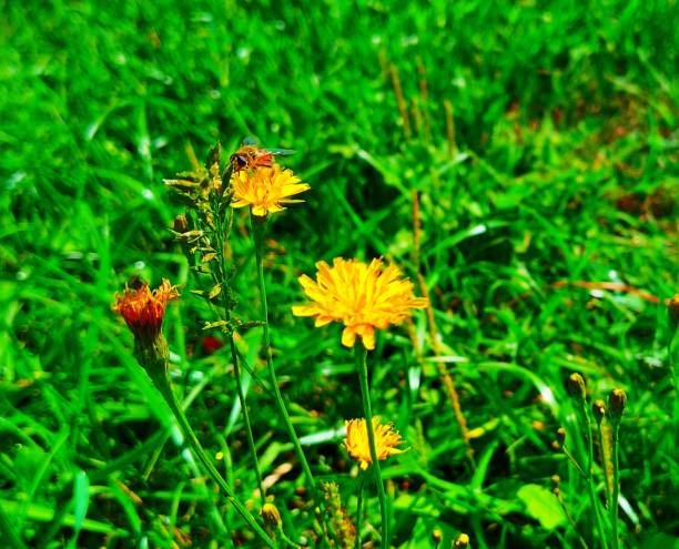 A bee sits on a yellow flower in a field
