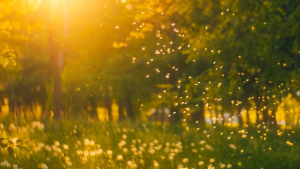 istock Delicate Dandelion Seeds Dancing Through Golden Sunlight In Forest Meadow 2191560054