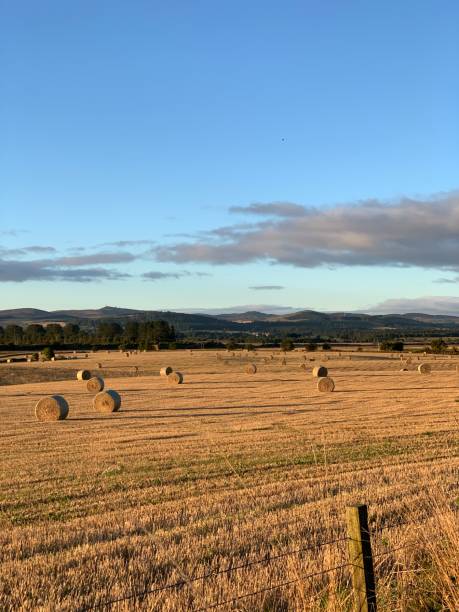 istock Wheat Field in Scotland 2191561230